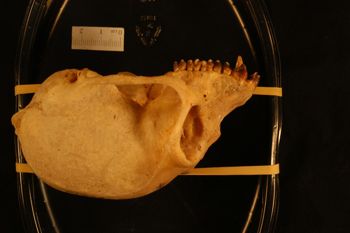 Media type: image;   Mammalogy 26479